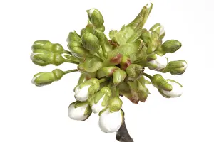Stone Fruit Nutrition Stampe: Budding of the cherry