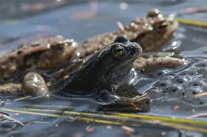 European Toad Stampe: Bufo bufo, common frog, common toad