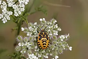Flower Visiting Insects Stampe: Bug larvae