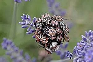 Flower Visiting Insects Stampe: Bug larvae