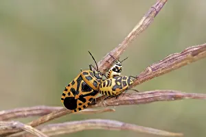 Wildlife Photography Fauna Stampe: Bug larvae