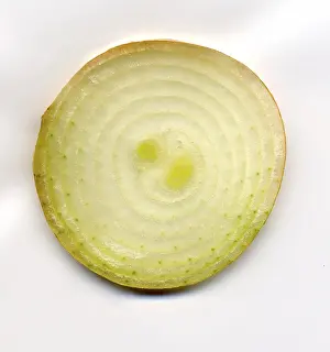 Bulb Vegetable Images Stampe: Bulb
