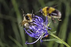 Wildlife Photography Nature Scene Stampe: Bumblebee on devil's claw (Phyteuma)
Bumblebee on devil's claw (Phyteuma)