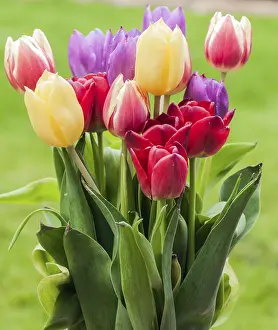 Rural England Scenery Stampe: A bunch of tulips in spring