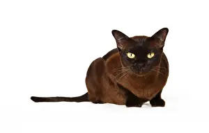 Purebred Cat Breeds Stampe: Burmese cat