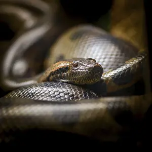 Stampe di Pitone del Siam, python bivittatus, pitone, serpente, rettile, avvolto a spirale, squama, in primo piano, testa , animale , zoo , cattività , recinto Nakhon Ratchasima , Korat Thailandia Pitone Stampe: Pitone del Siam, python bivittatus