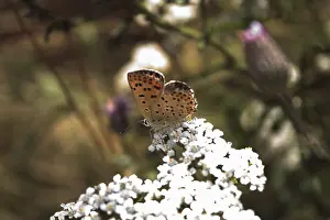 Flying Insects Wildlife Stampe: Butterfly