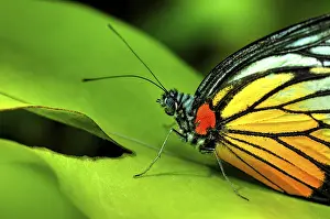 Insect Feeding Behavior Stampe: Butterfly on a leaf