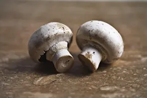 Button Mushrooms Stampe: Button mushrooms