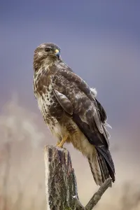 Wild Animal Winter Stampe: Buzzard