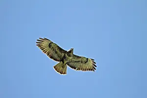 Deserted Landscape Bird Photo Stampe: Buzzard (Buteo buteo), flight pattern