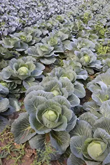 Vegetable Cultivation Stampe: Cabbage in a field