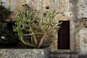 Historic Monastery Complex Crete Stampe: Cactus in the monastery complex of Preveli Monastery