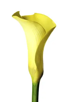 Yellow Blossom Stampe: Calla