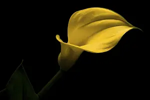 Indoor Flowering Plant Stampe: Calla