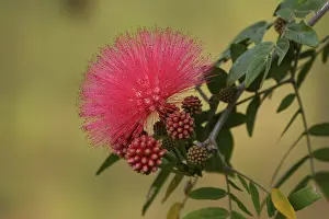 Rose Blossom Flower Stampe: Calliandra