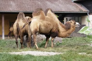 Sahara Desert Animals Stampe: Camel