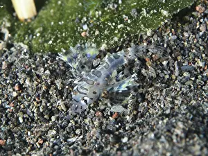 Immagini datate 6 agosto 2024: Camouflaged zebra dwarf firefish print