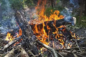 No People Forest Scenery Stampe: Campfire in the forest close up