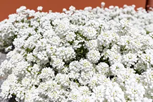 German Nature Scene Stampe: Candytuft (Iberis), white flowering