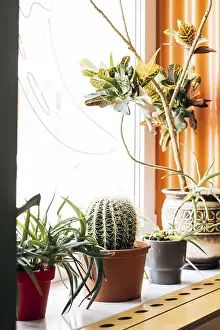 Mexican Interior Design Stampe: A captivating Mexican interior scene featuring an array of cacti