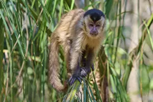 Brazilian Natural Landmark Stampe: Capuchin monkey balancing on a green leaf