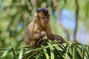 Capuchin Monkey Stampe: A capuchin monkey sitting on a leaf