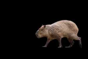 Caviidae Stampe: Capibara in corsa su sfondo nero.