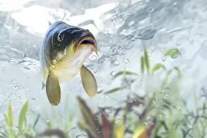 Stampe di Carp Carpa Comune Stampe: Carp