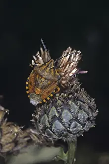 Tree Bug Damage Stampe: Carpocoris fuscispinus, tree bug