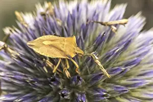 German Wildlife Fauna Stampe: Carpocoris fuscispinus, tree bug