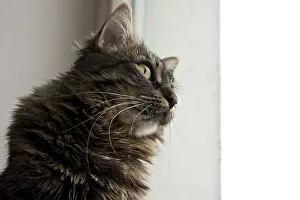 Striped Tabby Cat Photo Stampe: Cat looking thoughtfully out the window