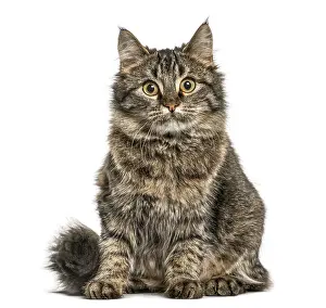 Feliformia Animal Image Stampe: Cat sitting and looking at the camera