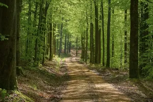 Springtime Forest Landscape Stampe: Path, forest, beech, backlight