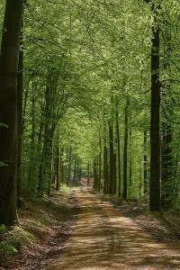 Backlight Shot Of A Tree Stampe: Path, forest, beech, backlight