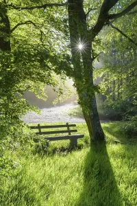 Forest Landscape Photography Germany Stampe: Bench in forest with sun, spring
