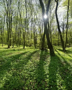 Uninhabited Deciduous Forests Stampe: Deciduous forest in spring, sun