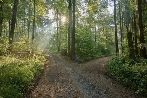 Bavaria Forest Path Stampe: Fork, forest path, deciduous forest