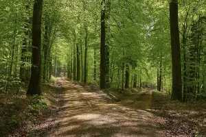 Backlit Deciduous Trees Stampe: Fork in the road, forest, beech