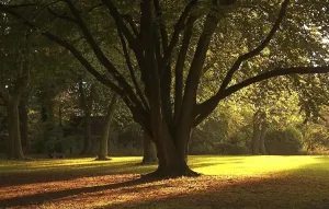 Deciduous Tree Bench Stampe: Sunlight