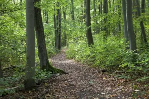 Deserted Beech Tree Forest Stampe: Trail through a deciduous forest