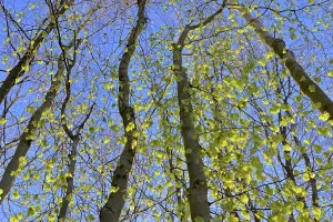 Common Beeches Germany Stampe: Tree trunks, deciduous forest in spring