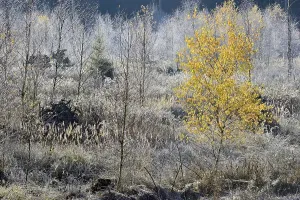 Hoar Frost On Deciduous Trees Stampe: Windthrow area with typical vegetation