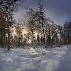 Backlit Winter Trees Stampe: Winter forest at sunset, Eichstaett