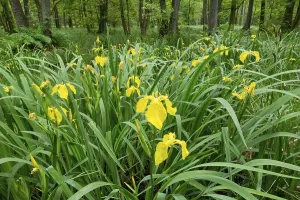 Europe Wildflowers In Bloom Stampe: Yellow Iris (Iris pseudacorus)