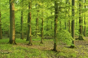 Ecological Conservation Germany Stampe: Mixed deciduous forest, Grumsiner Forst