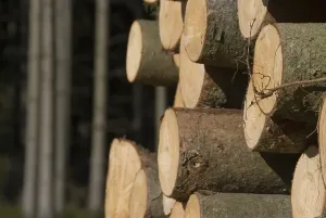 Tree Trunk Removal Stampe: Stack of wood