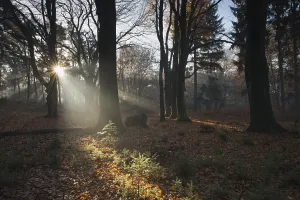 Northern Germany Woodland Scene Stampe: Rays of light in a beech forest