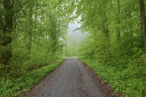 Rainy Day In Bavaria Stampe: Forest path, beech forest, rain