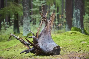 Franconia Countryside Scenery Stampe: Root system of a old tree in the forest